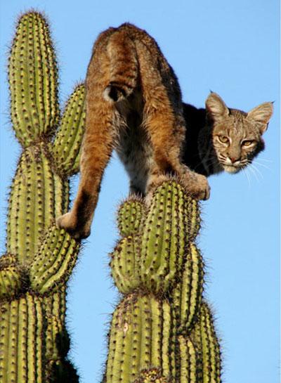 20110513 bobcat, 붉은스라소니, 선인장.jpg 생존본능이 부른 고통